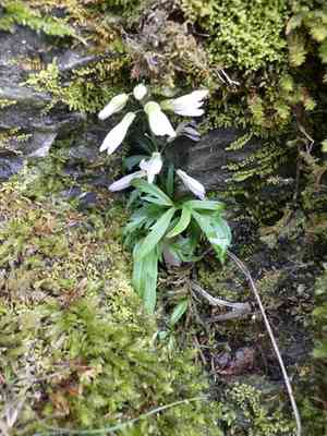 Cutleaf toothwort(Cardamine concatenata)