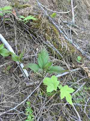 Constance's bittercress(Cardamine constancei)