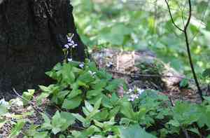 Constance's bittercress(Cardamine constancei)