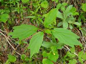 Constance's bittercress(Cardamine constancei)
