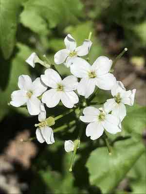 Heartleaf bittercress(Cardamine cordifolia)