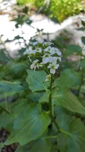 Heartleaf bittercress(Cardamine cordifolia)