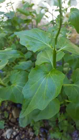 Heartleaf bittercress(Cardamine cordifolia)
