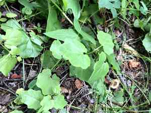 Heartleaf bittercress(Cardamine cordifolia)