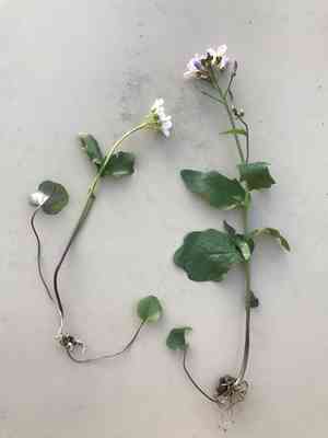 Limestone bittercress(Cardamine douglassii)