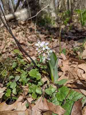 Limestone bittercress(Cardamine douglassii)