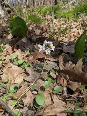 Limestone bittercress(Cardamine douglassii)