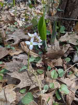 Limestone bittercress(Cardamine douglassii)