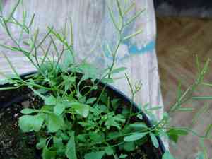 Hairy bittercress(Cardamine hirsuta)