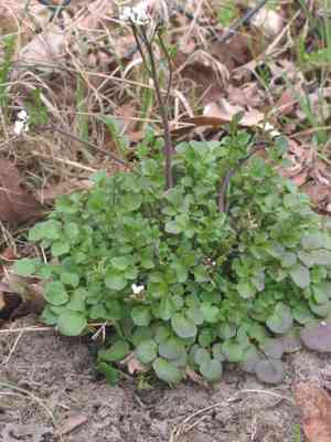 Hairy bittercress(Cardamine hirsuta)