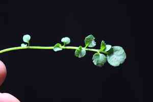 Hairy bittercress(Cardamine hirsuta)