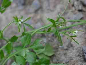 Hairy bittercress(Cardamine hirsuta)