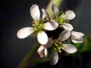 Hairy bittercress(Cardamine hirsuta)