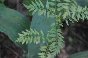 Narrowleaf Bittercress(Cardamine impatiens)