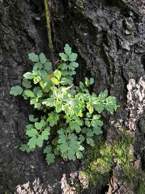 Narrowleaf Bittercress(Cardamine impatiens)