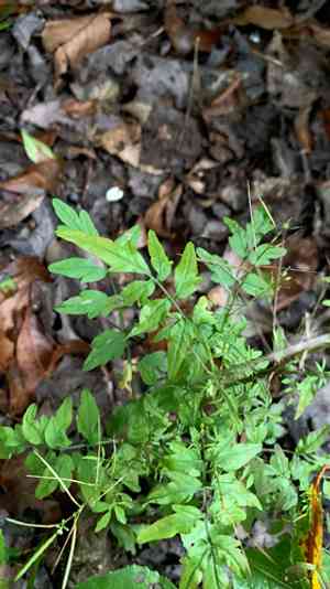 Narrowleaf Bittercress(Cardamine impatiens)