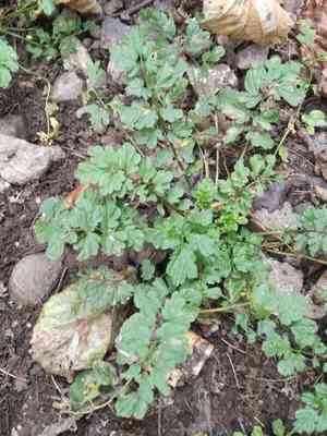 Narrowleaf Bittercress(Cardamine impatiens)