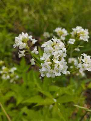 Korean bittercress(Cardamine leucantha)