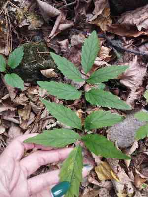 Korean bittercress(Cardamine leucantha)