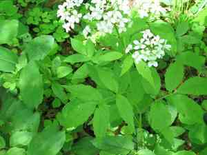 Korean bittercress(Cardamine leucantha)