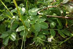 Large-leaved cuckoo flower(Cardamine macrophylla)