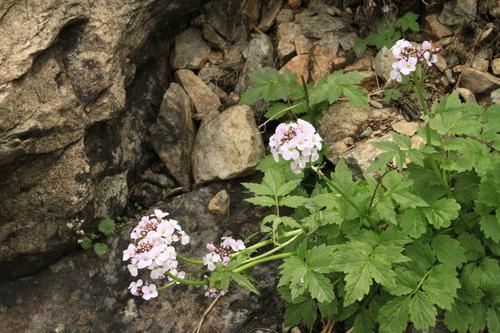 Large-leaved cuckoo flower (Cardamine macrophylla) Care Guide: Pests ...