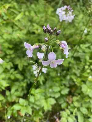 Large-leaved cuckoo flower(Cardamine macrophylla)