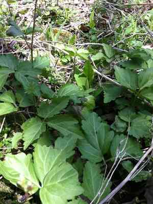 Large toothwort(Cardamine maxima)