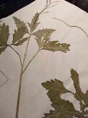 Large toothwort(Cardamine maxima)