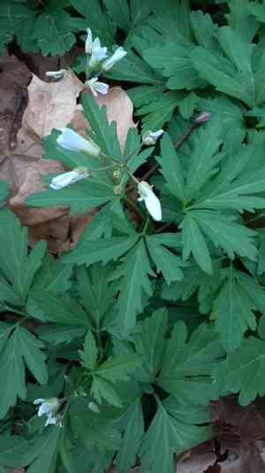 Large toothwort(Cardamine maxima)