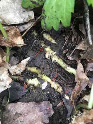 Large toothwort(Cardamine maxima)