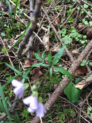Nuttall's toothwort(Cardamine nuttallii)