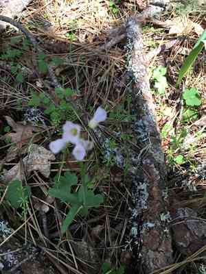 Nuttall's toothwort(Cardamine nuttallii)