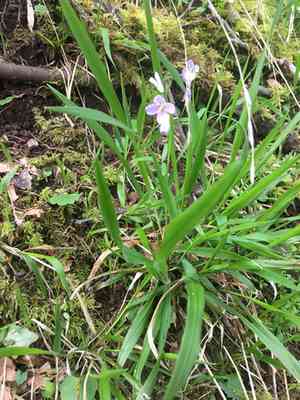 Nuttall's toothwort(Cardamine nuttallii)