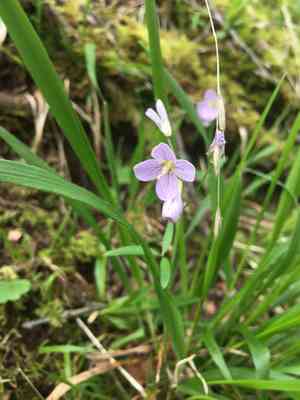 Nuttall's toothwort(Cardamine nuttallii)