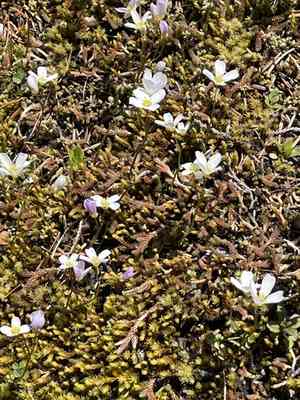 Saddle mountain bittercress(Cardamine pattersonii)