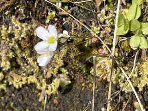 Saddle mountain bittercress(Cardamine pattersonii)