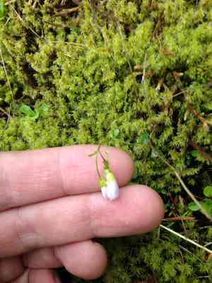 Saddle mountain bittercress(Cardamine pattersonii)