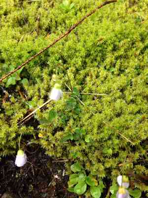 Saddle mountain bittercress(Cardamine pattersonii)