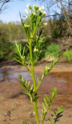 Pennsylvania bittercress(Cardamine pensylvanica)