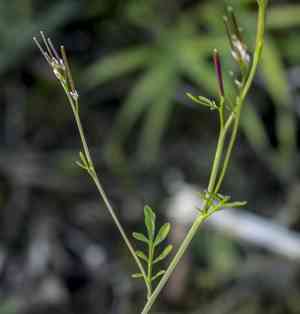 Pennsylvania bittercress(Cardamine pensylvanica)