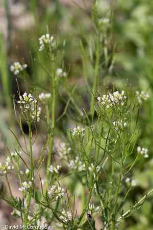 Pennsylvania bittercress(Cardamine pensylvanica)