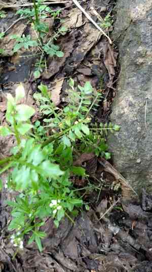 Pennsylvania bittercress(Cardamine pensylvanica)