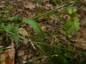 Cuckooflower(Cardamine pratensis)