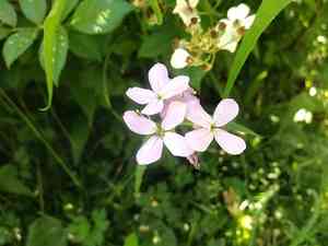 Cuckooflower(Cardamine pratensis)