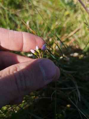 Cuckooflower(Cardamine pratensis)