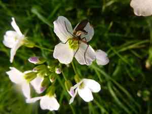 Cuckooflower(Cardamine pratensis)