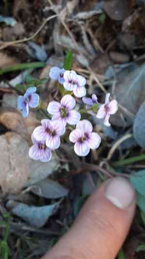 Purple bitter-cress(Cardamine purpurea)