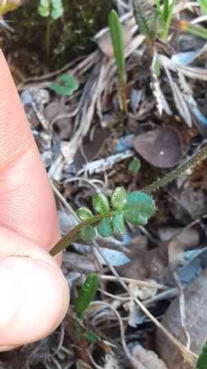 Purple bitter-cress(Cardamine purpurea)