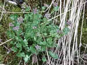 Purple bitter-cress(Cardamine purpurea)